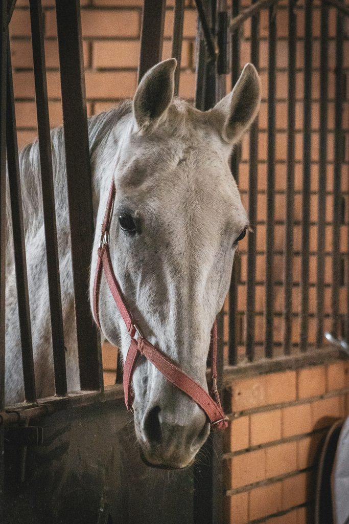 Club Farah d'Equitation oleksandr kuzmin mttbey2mmie unsplash